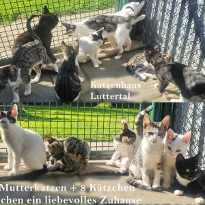 Zuhause gesucht
2 Mutterkatzen + 8 Kätzchen (geb. am 06.05. und 21.05.2024)
#zuhausegesucht #katzenfamilie #liebevolleszuhause #adoptdontshop #katzenhaus #tierschutz #katzenliebe #göttingen