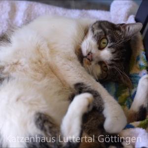 "Handicap-Katze" LILLY außer Rand und Band 😄 ...vorübergehender Ausfall der Beherrschung...
#lilly #katze #5minuten #handicapkatze #gnadenhof #göttingen