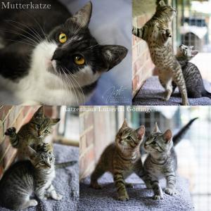 Kleine Familie im Katzenhaus
#katzenhaus
#katzenhausluttertal
#katzenhausluttertalgöttingen
#göttingen
#tierschutz
#tierschutzverein
#katzen
#adoptdontshop